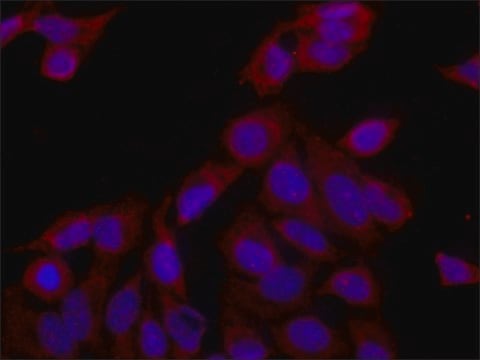 Anti-eRF3a/GSPT1 antibody produced in rabbit ~1&#160;mg/mL, affinity isolated antibody, buffered aqueous solution