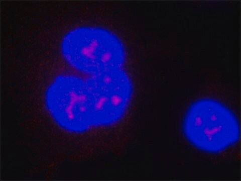 Anti-FLVCR1 antibody, Mouse monoclonal clone FL-58, purified from hybridoma cell culture