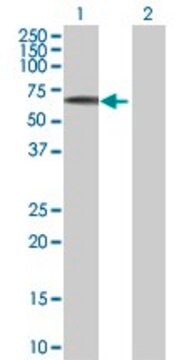 Anti-EFS antibody produced in mouse purified immunoglobulin, buffered aqueous solution