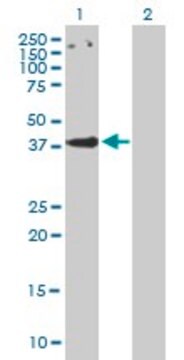 Anti-CCBP2 antibody produced in mouse purified immunoglobulin, buffered aqueous solution