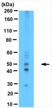 Anti-MEIOB Antibody serum, from rabbit