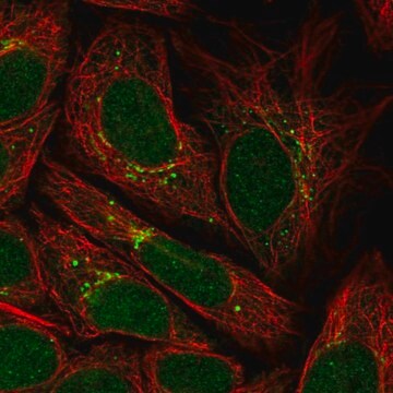 Anti-PPP2R3C antibody produced in rabbit Prestige Antibodies&#174; Powered by Atlas Antibodies, affinity isolated antibody