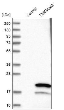 Anti-TMEM243 antibody produced in rabbit Prestige Antibodies&#174; Powered by Atlas Antibodies, affinity isolated antibody, buffered aqueous glycerol solution