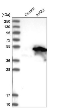 Anti-AMZ2 antibody produced in rabbit Prestige Antibodies&#174; Powered by Atlas Antibodies, affinity isolated antibody, buffered aqueous glycerol solution