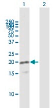 Anti-VAMP8 antibody produced in mouse purified immunoglobulin, buffered aqueous solution