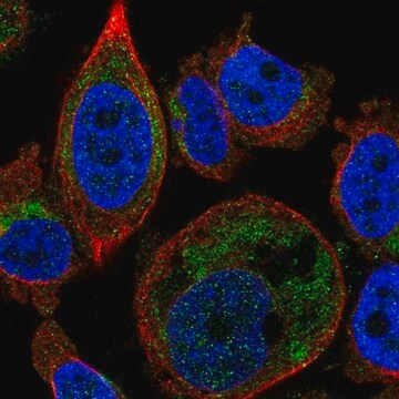 Anti-SLC25A16 antibody produced in rabbit Prestige Antibodies&#174; Powered by Atlas Antibodies, affinity isolated antibody