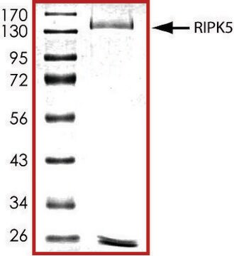 RIPK5, active, GST tagged human PRECISIO&#174; Kinase, recombinant, expressed in baculovirus infected Sf9 cells, &#8805;70% (SDS-PAGE), buffered aqueous glycerol solution