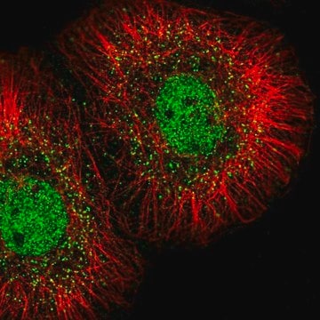 Anti-MED23 antibody produced in rabbit Prestige Antibodies&#174; Powered by Atlas Antibodies, affinity isolated antibody