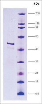 RNA Polymerase II, p33 subunit, GST tagged human recombinant, expressed in E. coli, &#8805;80% (SDS-PAGE)