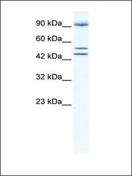 Anti-BRD2 (AB1) antibody produced in rabbit affinity isolated antibody