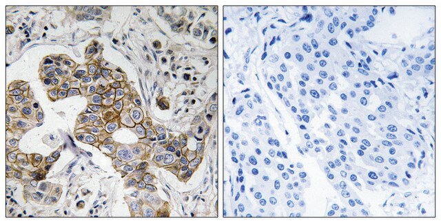 Anti-KCNK15, C-Terminal antibody produced in rabbit affinity isolated antibody