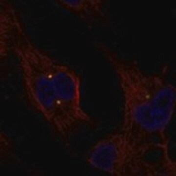 Anti-EXTL1 antibody produced in rabbit Prestige Antibodies&#174; Powered by Atlas Antibodies, affinity isolated antibody, buffered aqueous glycerol solution