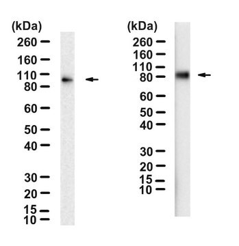 Anti-LAG3 Antibody, clone C9B7W ZooMAb&#174; Rat Monoclonal recombinant, expressed in HEK 293 cells