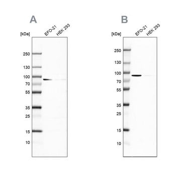 Anti-DPP3 antibody produced in rabbit Prestige Antibodies&#174; Powered by Atlas Antibodies, affinity isolated antibody, buffered aqueous glycerol solution