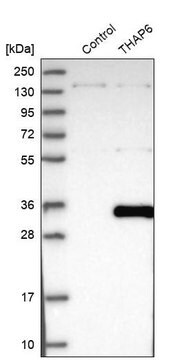 Anti-THAP6 antibody produced in rabbit Prestige Antibodies&#174; Powered by Atlas Antibodies, affinity isolated antibody, buffered aqueous glycerol solution