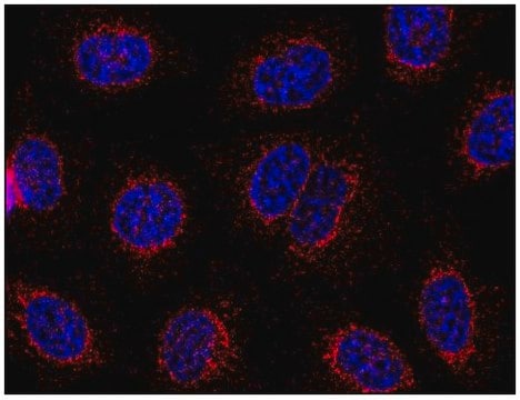 Monoclonal Anti-STIM1 antibody produced in mouse clone CDN3H4