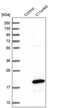 Anti-C11orf45 antibody produced in rabbit Prestige Antibodies&#174; Powered by Atlas Antibodies, affinity isolated antibody, buffered aqueous glycerol solution