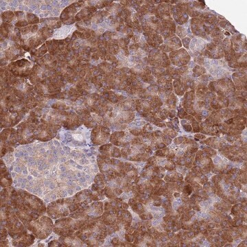 Anti-DAND5 antibody produced in rabbit Prestige Antibodies&#174; Powered by Atlas Antibodies, affinity isolated antibody, buffered aqueous glycerol solution