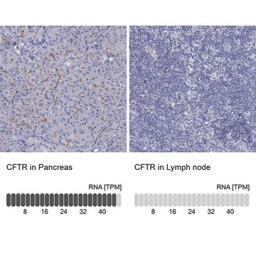 Anti-CFTR antibody produced in rabbit Prestige Antibodies&#174; Powered by Atlas Antibodies, affinity isolated antibody, buffered aqueous glycerol solution