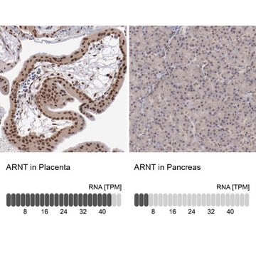 Anti-ARNT antibody produced in rabbit Prestige Antibodies&#174; Powered by Atlas Antibodies, affinity isolated antibody, buffered aqueous glycerol solution