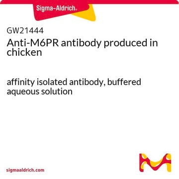 Anti-M6PR antibody produced in chicken affinity isolated antibody, buffered aqueous solution