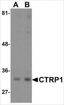 Anti-CTRP1 (ab1) antibody produced in rabbit affinity isolated antibody, buffered aqueous solution