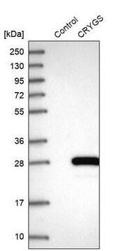 Anti-CRYGS antibody produced in rabbit Prestige Antibodies&#174; Powered by Atlas Antibodies, affinity isolated antibody, buffered aqueous glycerol solution