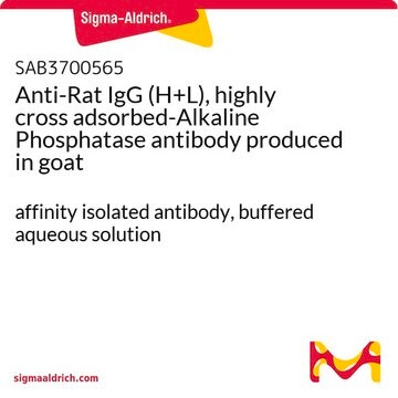 Anti-Rat IgG (H+L), highly cross adsorbed-Alkaline Phosphatase antibody produced in goat affinity isolated antibody, buffered aqueous solution