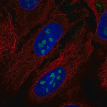 Anti-Rora Antibody Produced In Rabbit Prestige Antibodies&#174; Powered by Atlas Antibodies, affinity isolated antibody, buffered aqueous glycerol solution