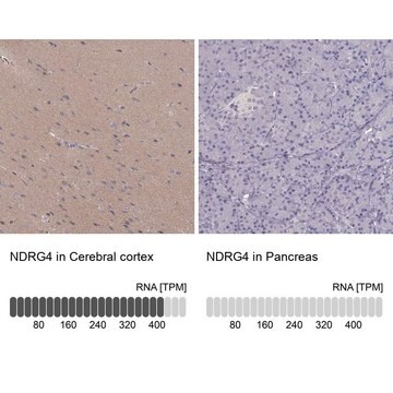 Anti-NDRG4 antibody produced in rabbit Prestige Antibodies&#174; Powered by Atlas Antibodies, affinity isolated antibody, buffered aqueous glycerol solution