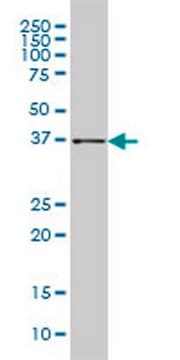 Anti-AKR1B10 Mouse mAb (1A6) liquid, clone 1A6, Calbiochem&#174;