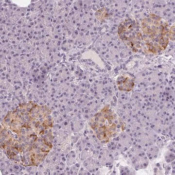 Anti-CFC1 antibody produced in rabbit Prestige Antibodies&#174; Powered by Atlas Antibodies, affinity isolated antibody, buffered aqueous glycerol solution