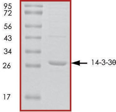 14-3-3 &#952;, untagged human recombinant, expressed in E. coli, &#8805;70% (SDS-PAGE), buffered aqueous glycerol solution