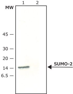 Anti-SUMO 2 antibody produced in rabbit ~0.6&#160;mg/mL, affinity isolated antibody, buffered aqueous solution