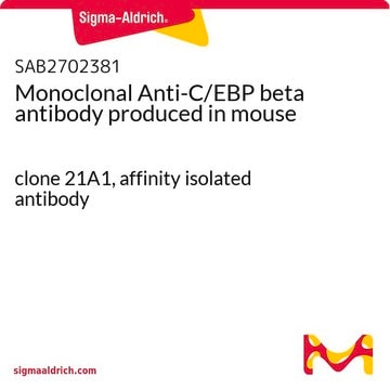 Monoclonal Anti-C/EBP beta antibody produced in mouse clone 21A1, affinity isolated antibody