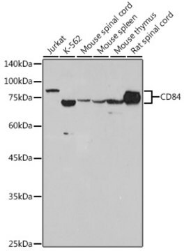 Anti-CD84 Antibody, clone 0N8J7, Rabbit Monoclonal