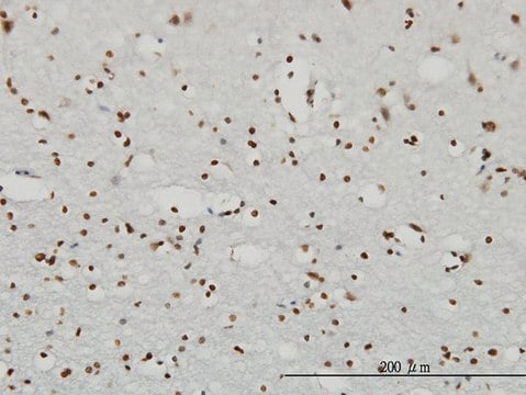 Monoclonal Anti-RPS6KA2 antibody produced in mouse clone 1F6, purified immunoglobulin, buffered aqueous solution