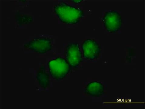 Anti-ZNF74 antibody produced in mouse purified immunoglobulin, buffered aqueous solution