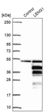 Anti-LENG1 antibody produced in rabbit Prestige Antibodies&#174; Powered by Atlas Antibodies, affinity isolated antibody, buffered aqueous glycerol solution