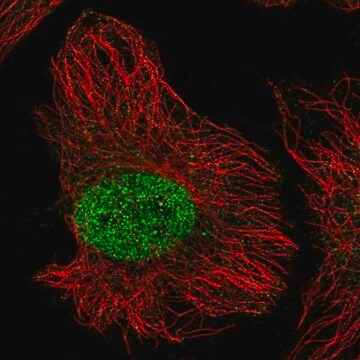 Anti-ZNF692 antibody produced in rabbit Prestige Antibodies&#174; Powered by Atlas Antibodies, affinity isolated antibody, buffered aqueous glycerol solution