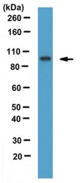 Anti-HJURP Antibody, clone 144K/B1 clone 144K/B1, from mouse