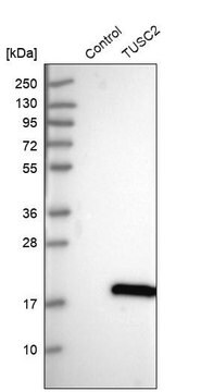 Anti-TUSC2 antibody produced in rabbit Prestige Antibodies&#174; Powered by Atlas Antibodies, affinity isolated antibody, buffered aqueous glycerol solution