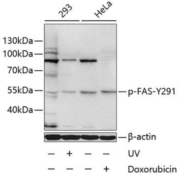 Anti-Phospho-FAS-Y291 antibody produced in rabbit