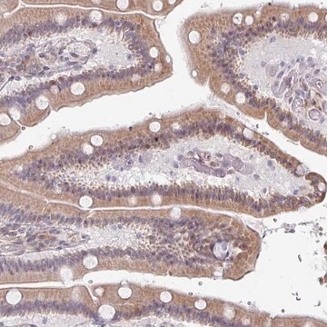 Anti-TMED5 antibody produced in rabbit Prestige Antibodies&#174; Powered by Atlas Antibodies, affinity isolated antibody, buffered aqueous glycerol solution