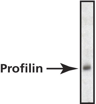 Monoclonal Anti-Profilin antibody produced in mouse ~2&#160;mg/mL, clone 2-11H7 (MAbPRF12a), purified immunoglobulin, buffered aqueous solution