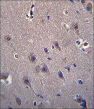 ANTI-MCF2 (C-TERM) antibody produced in rabbit IgG fraction of antiserum, buffered aqueous solution