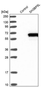 Anti-SH3BP5L antibody produced in rabbit Prestige Antibodies&#174; Powered by Atlas Antibodies, affinity isolated antibody, buffered aqueous glycerol solution