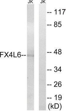 Anti-FOXD4 antibody produced in rabbit affinity isolated antibody