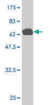 Monoclonal Anti-MLLT6 antibody produced in mouse clone 2B6, purified immunoglobulin, buffered aqueous solution