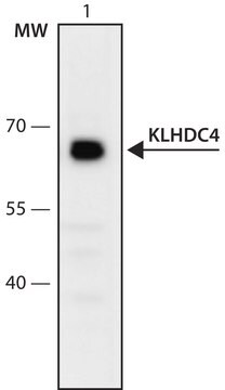 Anti-KLHDC4 (336-349) antibody produced in rabbit IgG fraction of antiserum